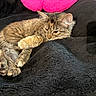 animal, blanket, cat, comfort, cozy, cute, domestic_animal, feline, fur, indoors, kitten, paw, pet, pink_pillow, relaxed, resting, sleeping, soft, tabby, whiskers