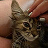 kitten, cat, tabby, pet, hand, nail_polish, fingernails, close_up, whiskers, fur, domestic_cat, animal, cute, young, face, eyes, ears, person, skin, indoor