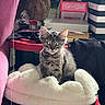 Mystie Grey joined the competition — help win amazing prizes! animal, black, box, cat_tree, cluttered_background, cozy, curious, feline, fluffy_bed, household_items, indoor, kitten, pet, red, sitting, soft_texture, tabby, white, wide_eyes, young_cat