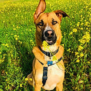 Zac a rejoint le concours — aidez-le/la à gagner de superbes lots ! animal, canine, closeup, collar, dog, ear, field, flowers, grass, greenery, harness, nature, outdoor, pet, portrait, sitting, summer, sunlight, tag, yellow_flowers