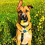 animal, canine, closeup, collar, dog, ear, field, flowers, grass, greenery, harness, nature, outdoor, pet, portrait, sitting, summer, sunlight, tag, yellow_flowers