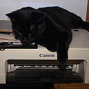 Gizmo is registered to the contest to win money with this photo: black_cat, cat, printer, canon, indoor, furniture, papers, relaxed, sleeping, home_office, clutter, wood, window_blinds, electronics, pet, animal, domestic, resting, black_fur, lazy