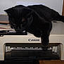 black_cat, cat, printer, canon, indoor, furniture, papers, relaxed, sleeping, home_office, clutter, wood, window_blinds, electronics, pet, animal, domestic, resting, black_fur, lazy