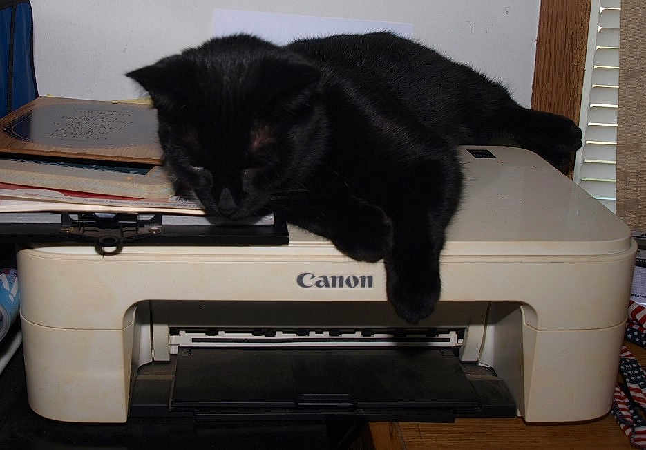 Gizmo is registered to the contest to win money with this photo: black_cat, cat, printer, canon, indoor, furniture, papers, relaxed, sleeping, home_office, clutter, wood, window_blinds, electronics, pet, animal, domestic, resting, black_fur, lazy