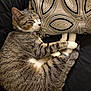 animal, black_background, cat, closeup, collar, cozy, cute, domestic_cat, fur, indoor, patterned_pillow, pet, pillow, relaxed, resting, sleeping, striped, tabby, whiskers, white_paws
