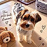 brown_and_white, dog, dog_bed, eyes, face, fluffy, food_bowl, indoor, looking_at_camera, nose, paw_prints, plush_toy, portrait, puppy, small_dog, standing, sunlight, tile_floor, water_bowl, wirehaired