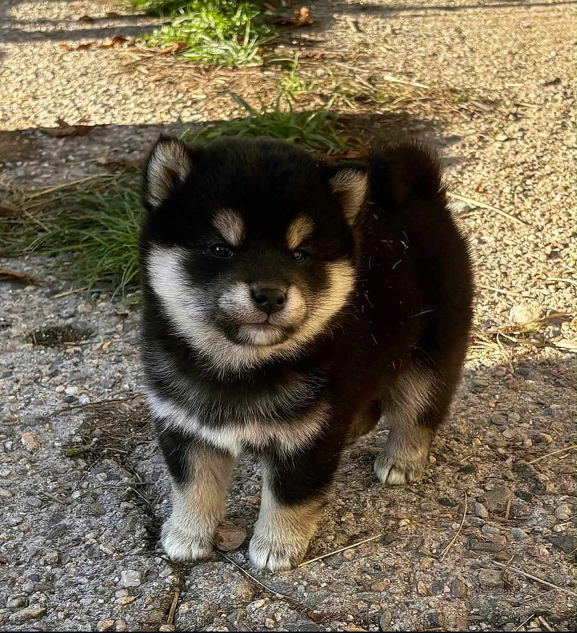 Akhila participe au concours pour gagner de l'argent avec cette photo : puppy, dog, black_and_tan, fur, outdoor, gravel, cute, small, young, animal, pet, standing, face, ears, tail, legs, nature, sunlight, shadow, ground