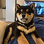 Akhila participe au concours pour gagner de l'argent avec cette photo : dog, puppy, shiba_inu, fur, black_and_tan, blanket, couch, living_room, television, indoor, pet, cute, animal, furniture, relaxed, canine, household, cozy, companion, portrait
