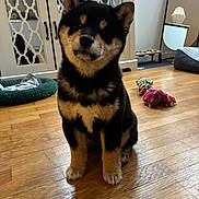 Akhila participe au concours pour gagner de l'argent avec cette photo : puppy, dog, shiba_inu, pet, indoor, wooden_floor, toy, dog_bed, furniture, cabinet, colorful, cute, animal, pet_toy, floor, brown, black, sitting, young_dog, domestic_animal