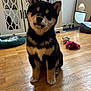 puppy, dog, shiba_inu, pet, indoor, wooden_floor, toy, dog_bed, furniture, cabinet, colorful, cute, animal, pet_toy, floor, brown, black, sitting, young_dog, domestic_animal