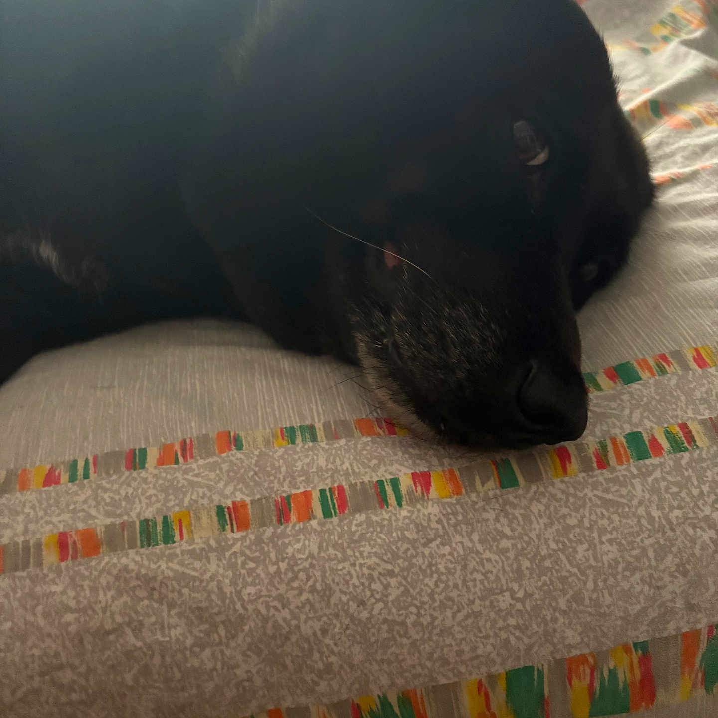 Puppy participe au concours pour gagner de l'argent avec cette photo : animal, bedspread, black_dog, calm, close_up, colorful, cozy, dog, fabric, face, fur, home, indoor, lying_down, pattern, pet, quiet, relaxed, resting, snout