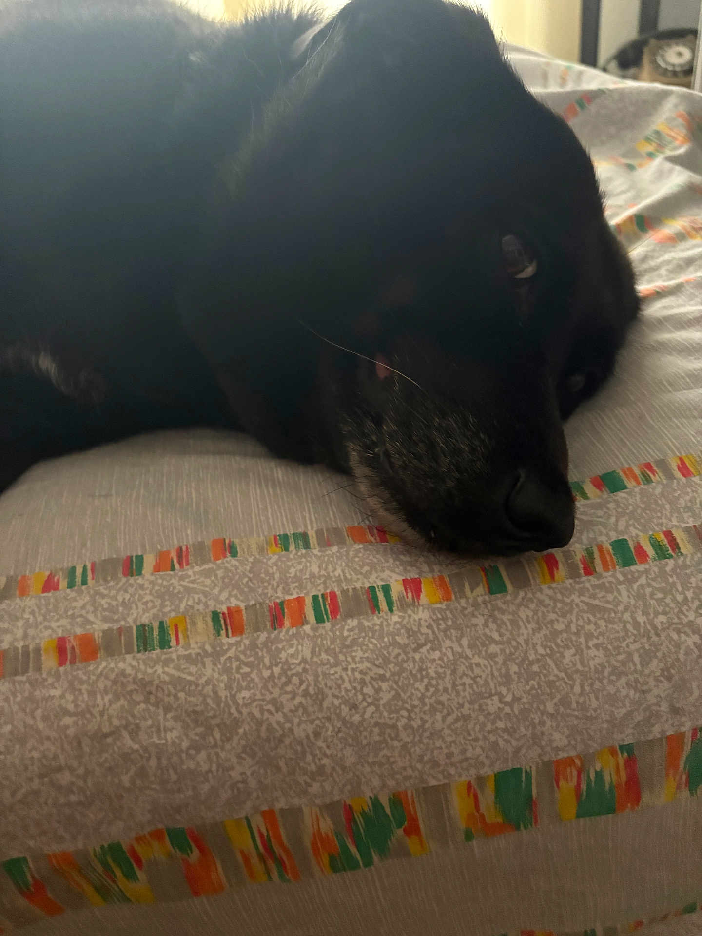 Puppy participe au concours pour gagner de l'argent avec cette photo : dog, black_dog, bedspread, indoor, resting, close_up, pet, animal, calm, cozy, lying_down, face, snout, fur, pattern, colorful, fabric, home, relaxed, quiet