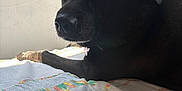Puppy a rejoint le concours — aidez-le/la à gagner de superbes lots ! dog, black_dog, bed, bedspread, window, blinds, indoor, pet, animal, resting, fur, face, side_view, natural_light, domestic, canine, looking_away, quiet, calm, laying_down