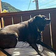 Puppy participe au concours pour gagner de l'argent avec cette photo : dog, black_dog, pet, animal, cushion, chair, balcony, outdoor, sunlight, relaxing, fence, nature, sky, hill, collar, resting, daylight, shadow, wood, peaceful