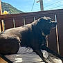 dog, black_dog, pet, animal, cushion, chair, balcony, outdoor, sunlight, relaxing, fence, nature, sky, hill, collar, resting, daylight, shadow, wood, peaceful