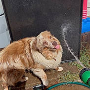 Rip is registered to the contest to win money with this photo: animal, brown, concrete, dog, fence, fur, garden, grass, happy, hose, mischievous, outdoor, pet, playful, summer, sunlight, tongue_out, water, wet, white