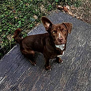 Deogi is registered to the contest to win money with this photo: dog, brown_dog, outdoor, wooden_floor, fence, grass, leaf, pet, animal, curious, standing, ears, looking_up, one_ear_up, one_ear_down, eyes, nose, tail, nature, daylight