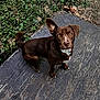 dog, brown_dog, outdoor, wooden_floor, fence, grass, leaf, pet, animal, curious, standing, ears, looking_up, one_ear_up, one_ear_down, eyes, nose, tail, nature, daylight
