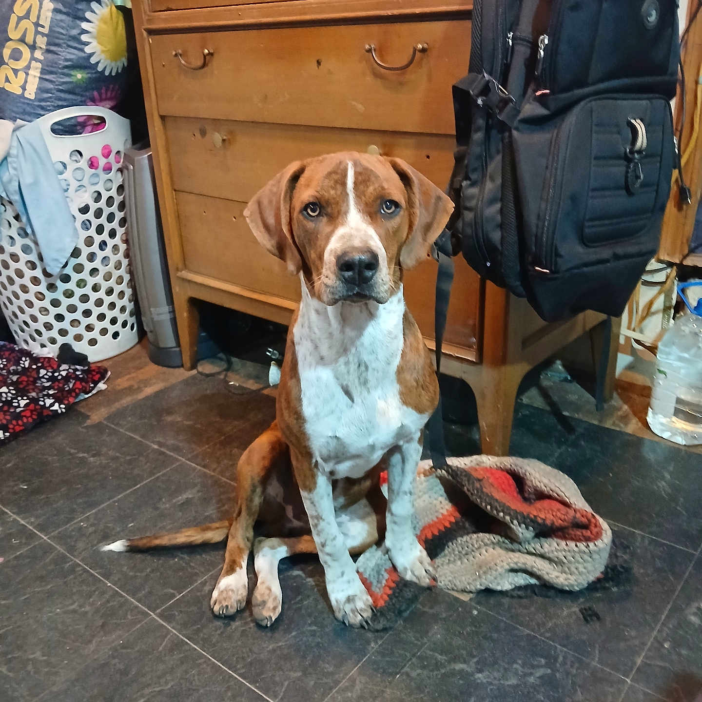 Speed Bump joined the competition — help win amazing prizes! accessories, animal, backpack, bag, baggage, beagle, bulldog, cabinet, canine, dog, drawer, furniture, handbag, hound, indoors, pet, pointer, strap, suitcase, wood