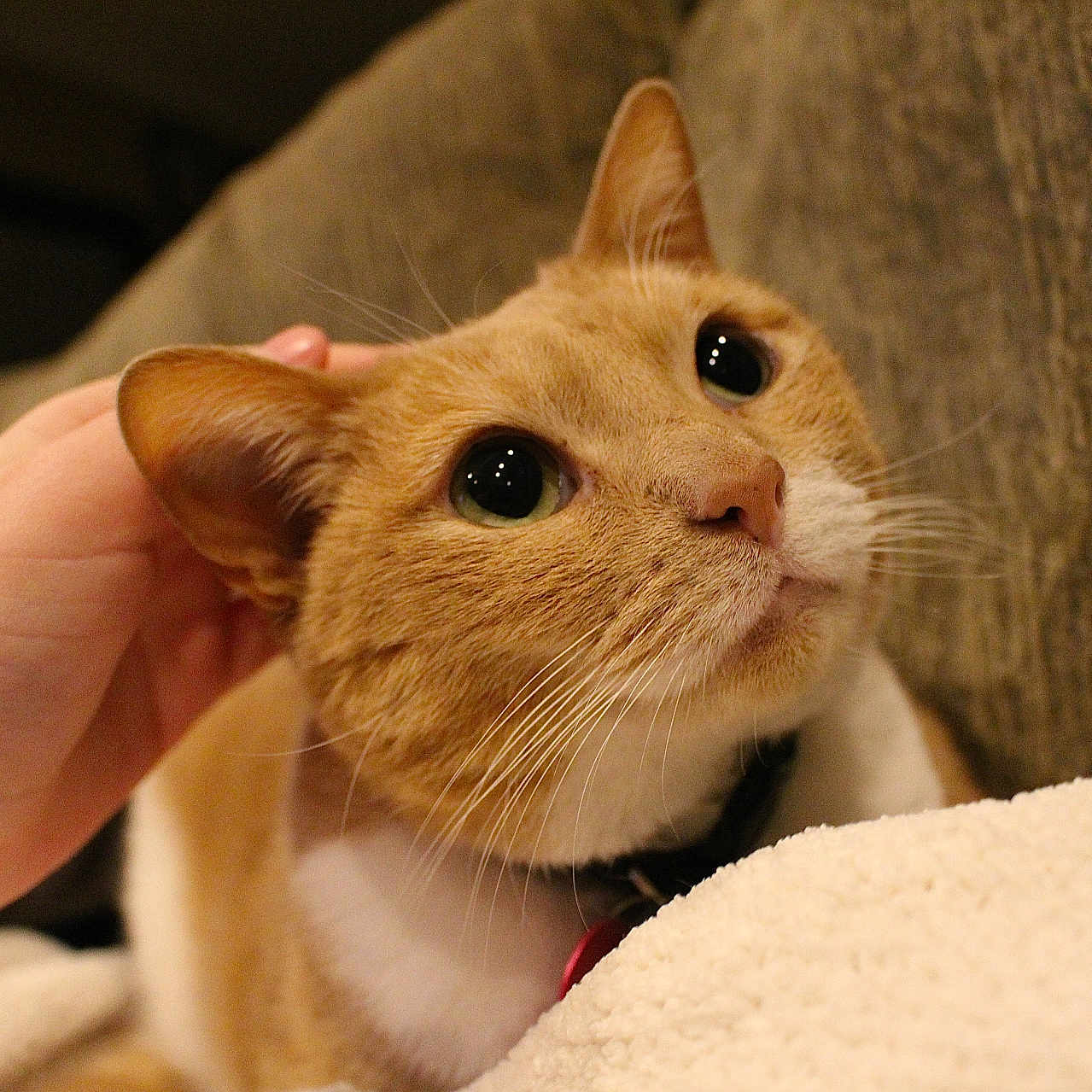 Pumpky joined the competition — help win amazing prizes! affection, blanket, cat, close_up, collar, couch, cozy, cute, domestic_animal, ear, eyes, feline, ginger_cat, hand, indoor, nose, pet, soft_lighting, whiskers, white_fur