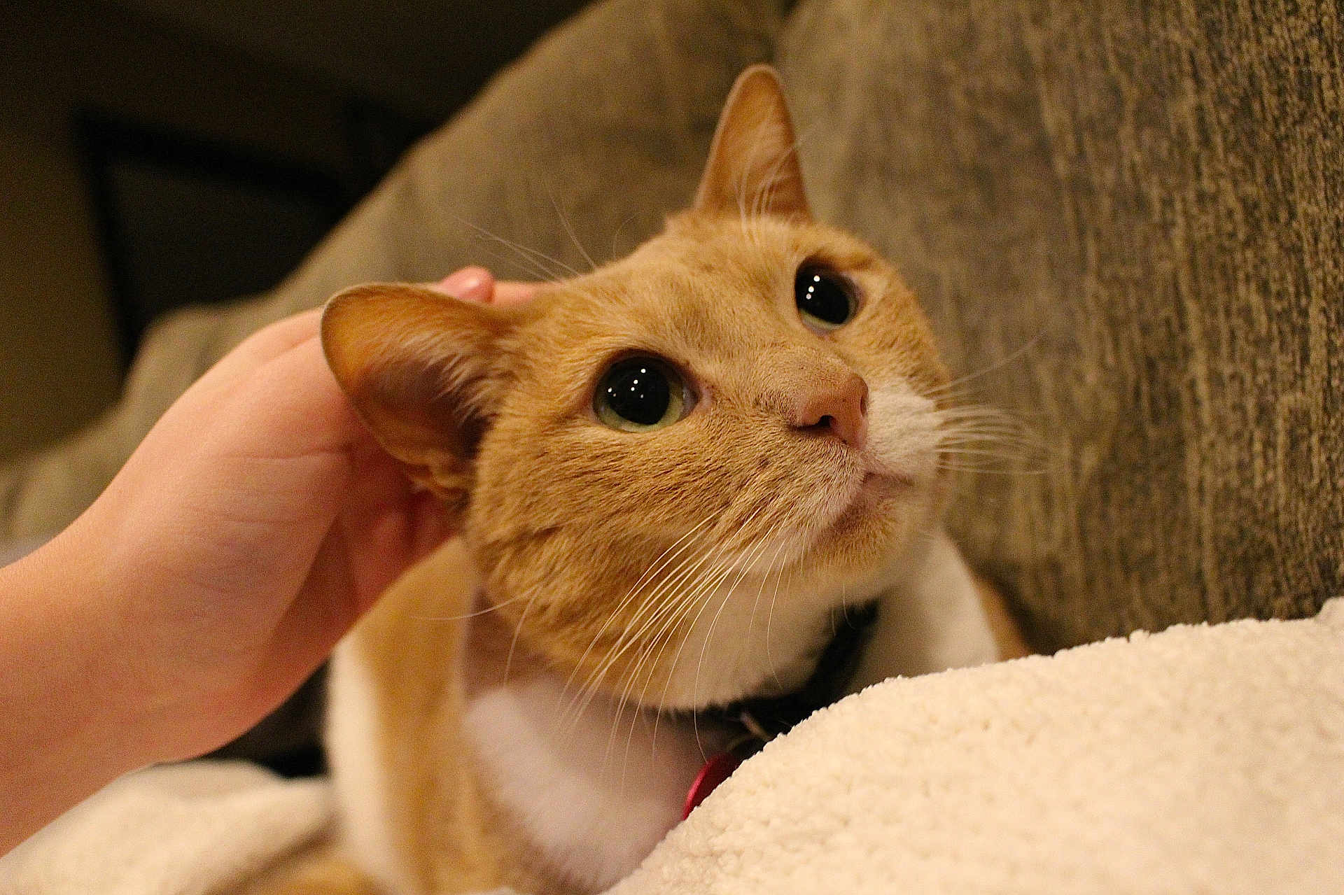 Pumpky joined the competition — help win amazing prizes! cat, ginger_cat, white_fur, pet, hand, indoor, close_up, cute, feline, whiskers, ear, nose, eyes, collar, couch, blanket, cozy, soft_lighting, affection, domestic_animal