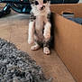 kitten, cat, pet, indoor, curious, standing, floor, cardboard_box, rug, exercise_equipment, small, young, feline, whiskers, ears, paws, fur, looking, home, cute
