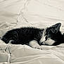 Aïko a rejoint le concours — aidez-le/la à gagner de superbes lots ! kitten, cat, sleeping, bed, blanket, white, fur, cute, resting, indoor, cozy, animal, pet, black_and_white, soft, comfort, closeup, feline, quiet, peaceful