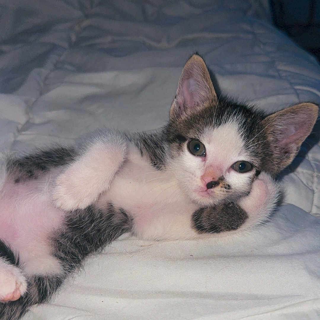 Aïko a rejoint le concours — aidez-le/la à gagner de superbes lots ! animal, bed, blanket, cat, cozy, cute, domestic, ears, fur, indoor, kitten, mammal, paw, pet, relaxed, resting, sleepy, whiskers, white, young