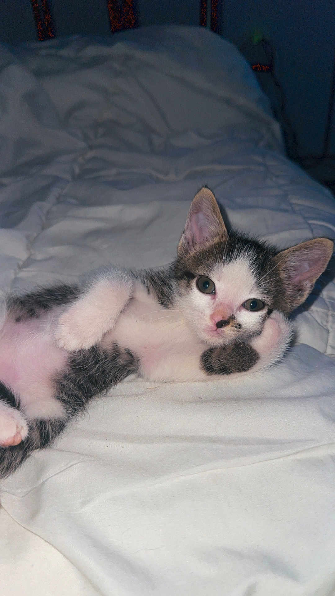 Aïko