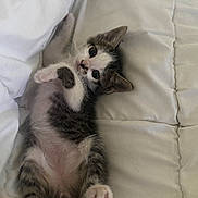 Aïko participe au concours pour gagner de l'argent avec cette photo : kitten, cat, pet, animal, cute, lying_down, white, quilt, bed, fur, small, young, resting, tabby, indoor, whiskers, paw, tail, relaxed, sleepy