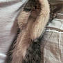 Aïko participe au concours pour gagner de l'argent avec cette photo : kitten, cat, paw, white, fur, sleeping, bed, blanket, cute, pet, animal, cozy, domestic, young, feline, resting, soft, indoor, playful, paw_covering_face