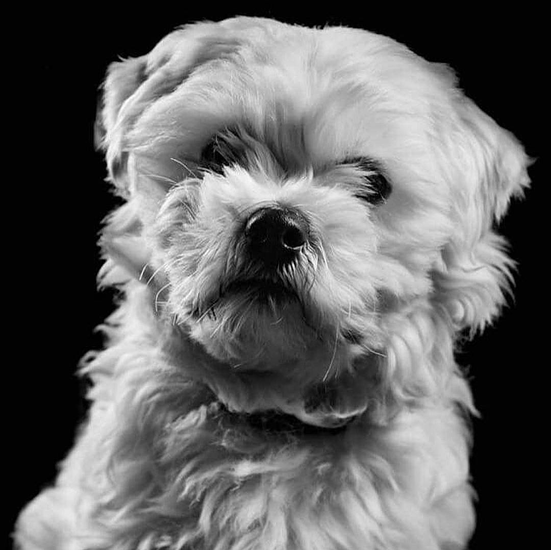 Mao a rejoint le concours — aidez-le/la à gagner de superbes lots ! canidae, carnivore, companion_dog, dog, dog_breed, eye, fur, head, liver, plant, shih_poo, shih_tzu, small_terrier, snout, sporting_group, terrier, toy_dog, water_dog, whiskers, working_animal