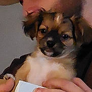 Willow participe au concours pour gagner de l'argent avec cette photo : puppy, dog, person, hand, closeup, fur, cute, pet, animal, indoor, face, portrait, holding, young, small, brown, white, nurturing, comfort, affection