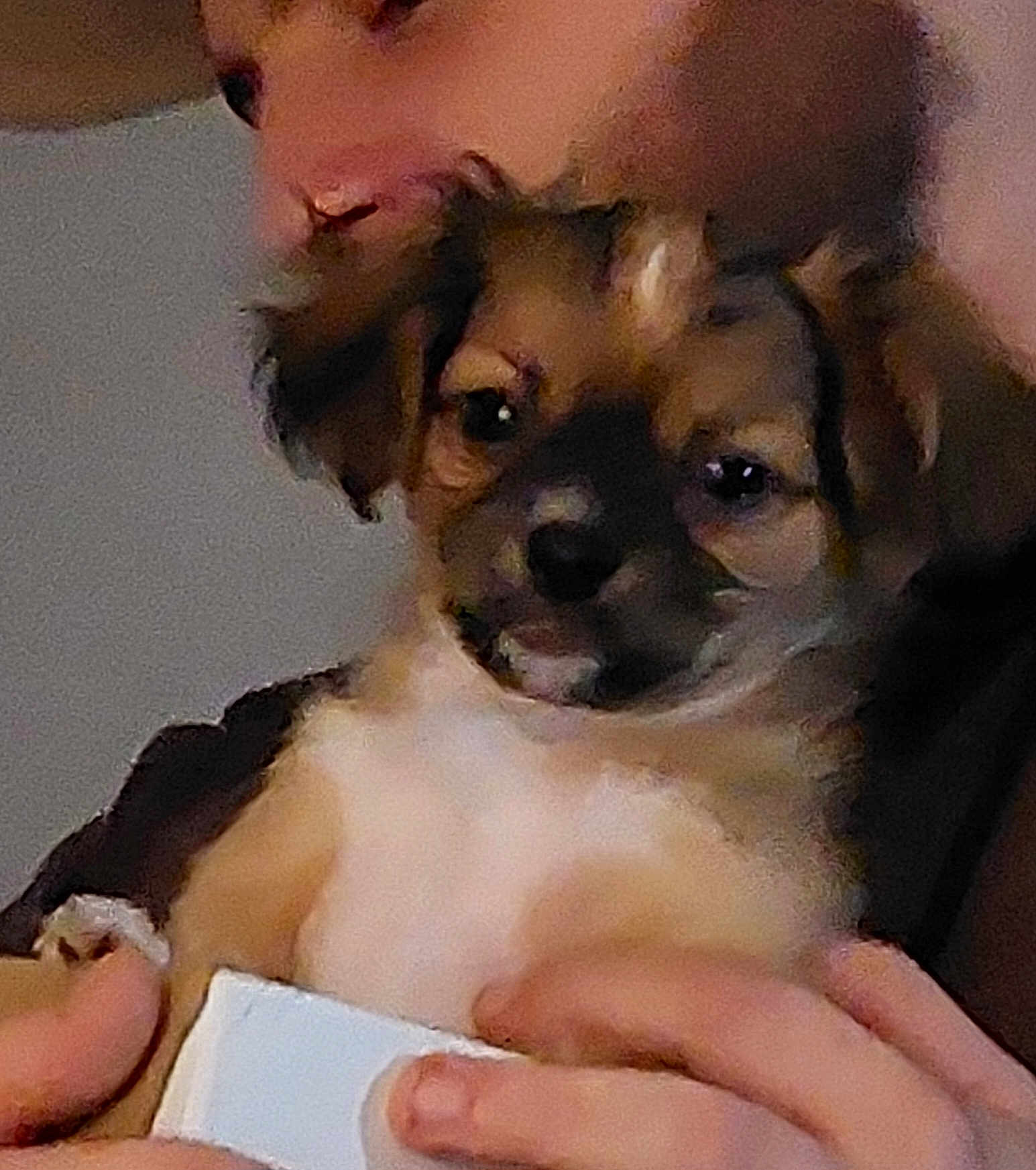 Willow participe au concours pour gagner de l'argent avec cette photo : puppy, dog, person, hand, closeup, fur, cute, pet, animal, indoor, face, portrait, holding, young, small, brown, white, nurturing, comfort, affection
