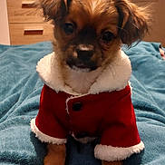 Willow participe au concours pour gagner de l'argent avec cette photo : adorable, animal, bedroom, blanket, clothing, companion, cozy, cute, dog, fur, fuzzy, indoor, pet, portrait, puppy, red_coat, small_dog, soft, warm, young