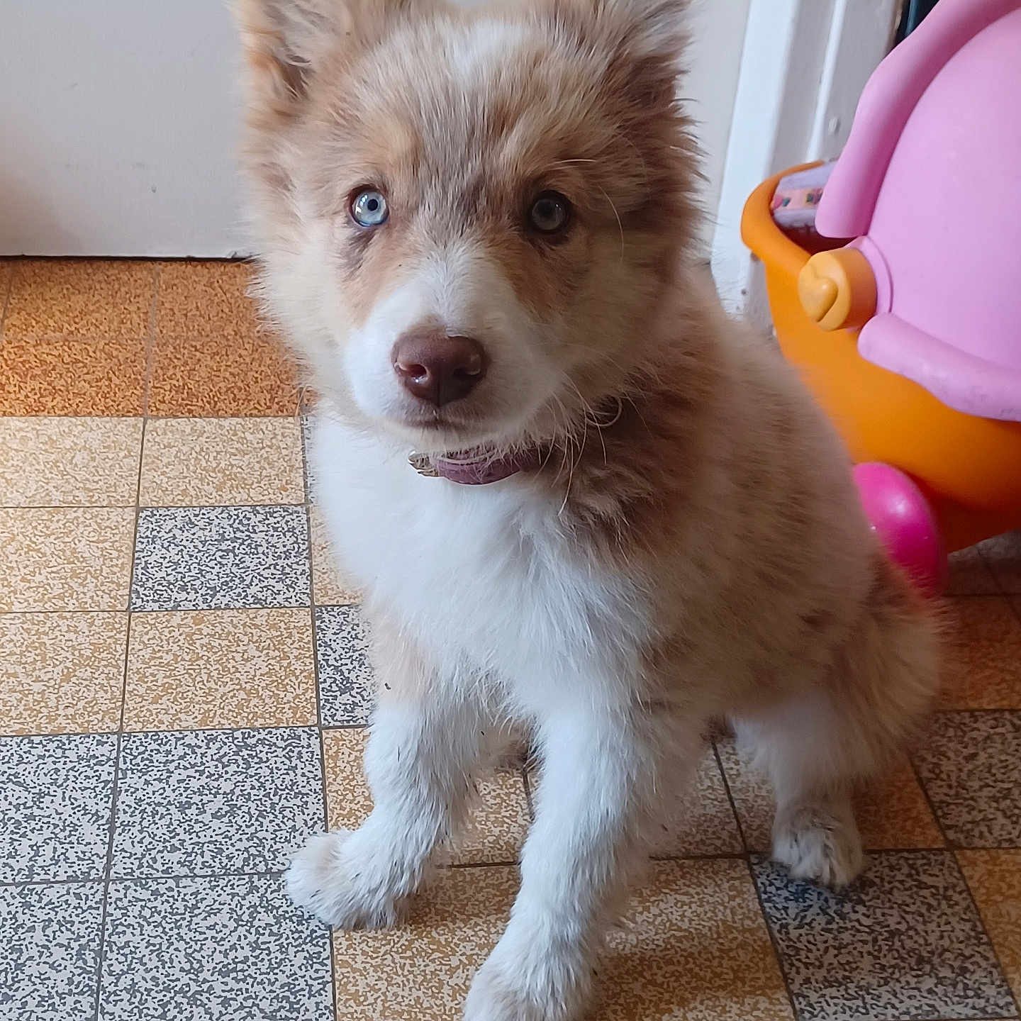 Athéna participe au concours pour gagner de l'argent avec cette photo : accessories, animal, ball, canine, dog, eskimodog, football, hardwood, husky, indoors, interiordesign, pet, puppy, soccer, soccerball, sport, strap, tile, toy, whitedog