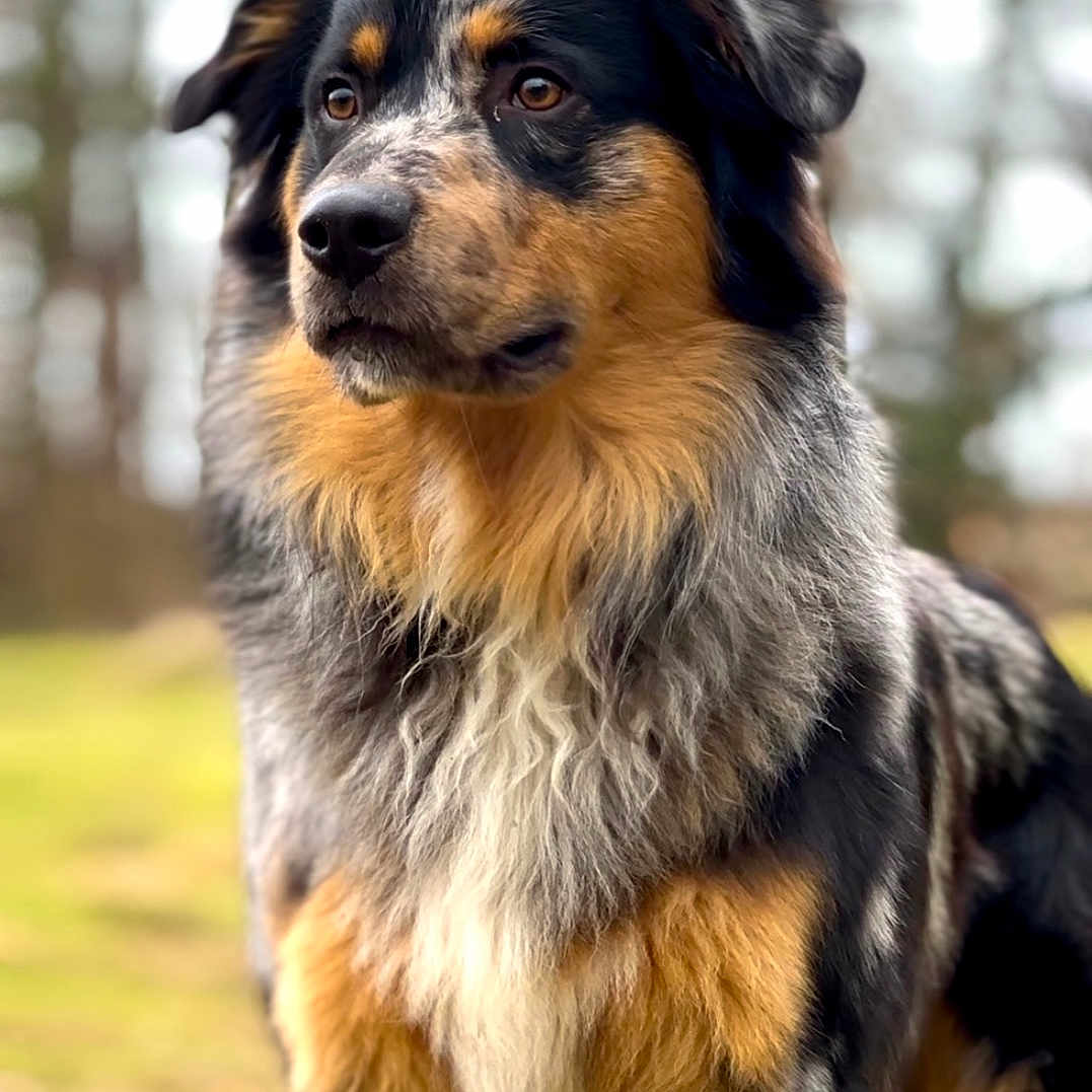 Umut a rejoint le concours — aidez-le/la à gagner de superbes lots ! alert, animal, background_blur, black, brown, canine, dog, ears, eyes, fluffy, fur, grass, gray, mammal, nature, nose, outdoor, pet, portrait, standing