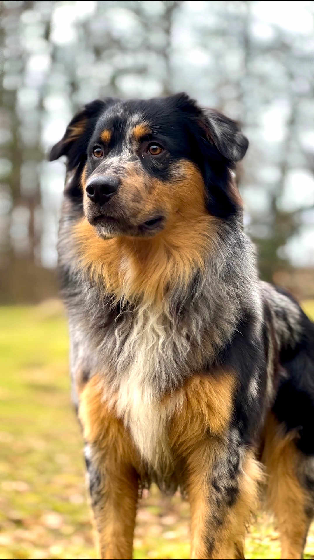 Umut a rejoint le concours — aidez-le/la à gagner de superbes lots ! alert, animal, background_blur, black, brown, canine, dog, ears, eyes, fluffy, fur, grass, gray, mammal, nature, nose, outdoor, pet, portrait, standing
