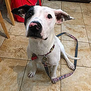 Skylar joined the competition — help win amazing prizes! dog, white_dog, black_patch, leash, collar, indoor, tile_floor, pet, animal, looking_up, ears, floor, red_bag, tag, sitting, cute, domestic, canine, young_dog, curious