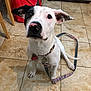 dog, white_dog, black_patch, leash, collar, indoor, tile_floor, pet, animal, looking_up, ears, floor, red_bag, tag, sitting, cute, domestic, canine, young_dog, curious