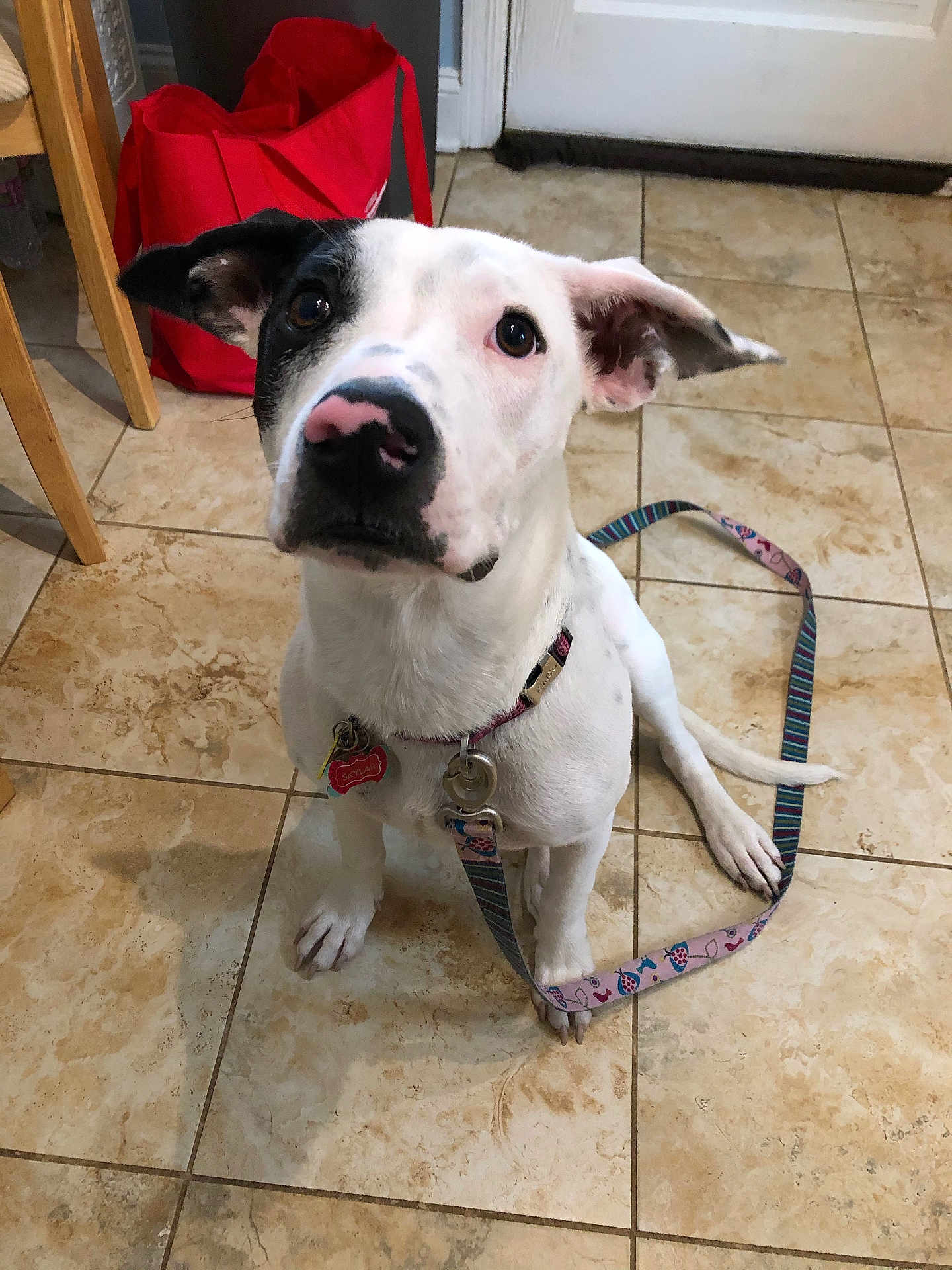 Skylar joined the competition — help win amazing prizes! dog, white_dog, black_patch, leash, collar, indoor, tile_floor, pet, animal, looking_up, ears, floor, red_bag, tag, sitting, cute, domestic, canine, young_dog, curious