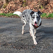 Athéna joined the competition — help win amazing prizes! dog, merle_coat, outdoor, forest, trees, road, pavement, leaf_litter, harness, tongue_out, walking, happy, pet, canine, white_tail, spots, path, sunlight, nature, ears