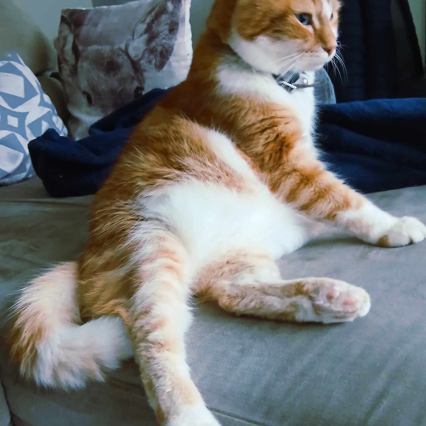 Tiji