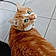 Tiji
