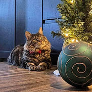 Atticus joined the competition — help win amazing prizes! cat, tabby, bow_tie, christmas_tree, ornament, lights, floor, wooden_floor, indoor, curious, decorations, holiday, festive, pet, feline, cute, fluffy, animal, relaxing, domestic
