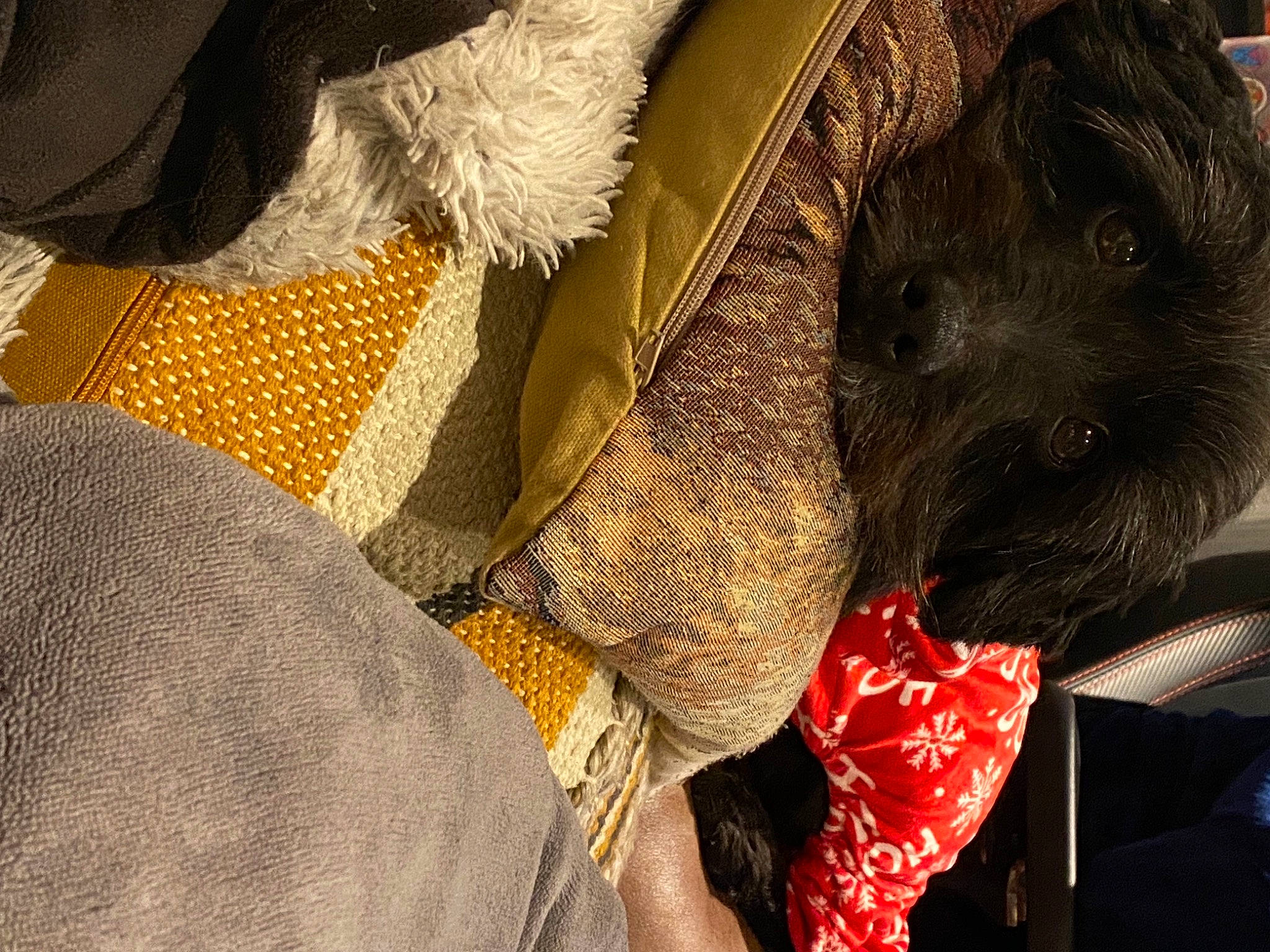 Charles joined the competition — help win amazing prizes! canidae, carmine, carnivore, comfort, companion_dog, dog, dog_breed, domestic_short_haired_cat, fawn, felidae, fur, guard_dog, human_leg, linens, pattern, small_to_medium_sized_cats, snout, sporting_group, whiskers, working_animal