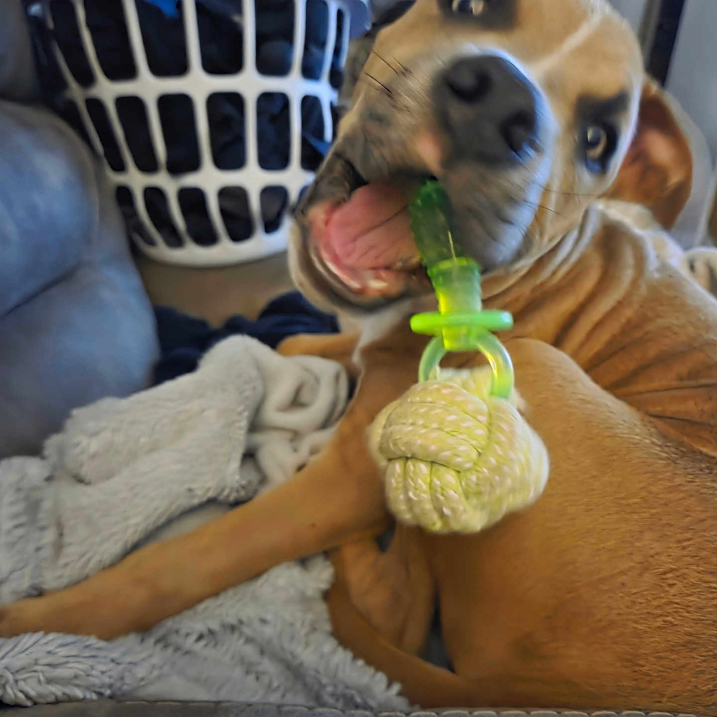 Milo is registered to the contest to win money with this photo: blanket, brown_dog, chewing, comfort, couch, dog, ears, fur, household, indoor, laundry_basket, pacifier, pet, playful, puppy, relaxed, rope_toy, snout, tongue, toy