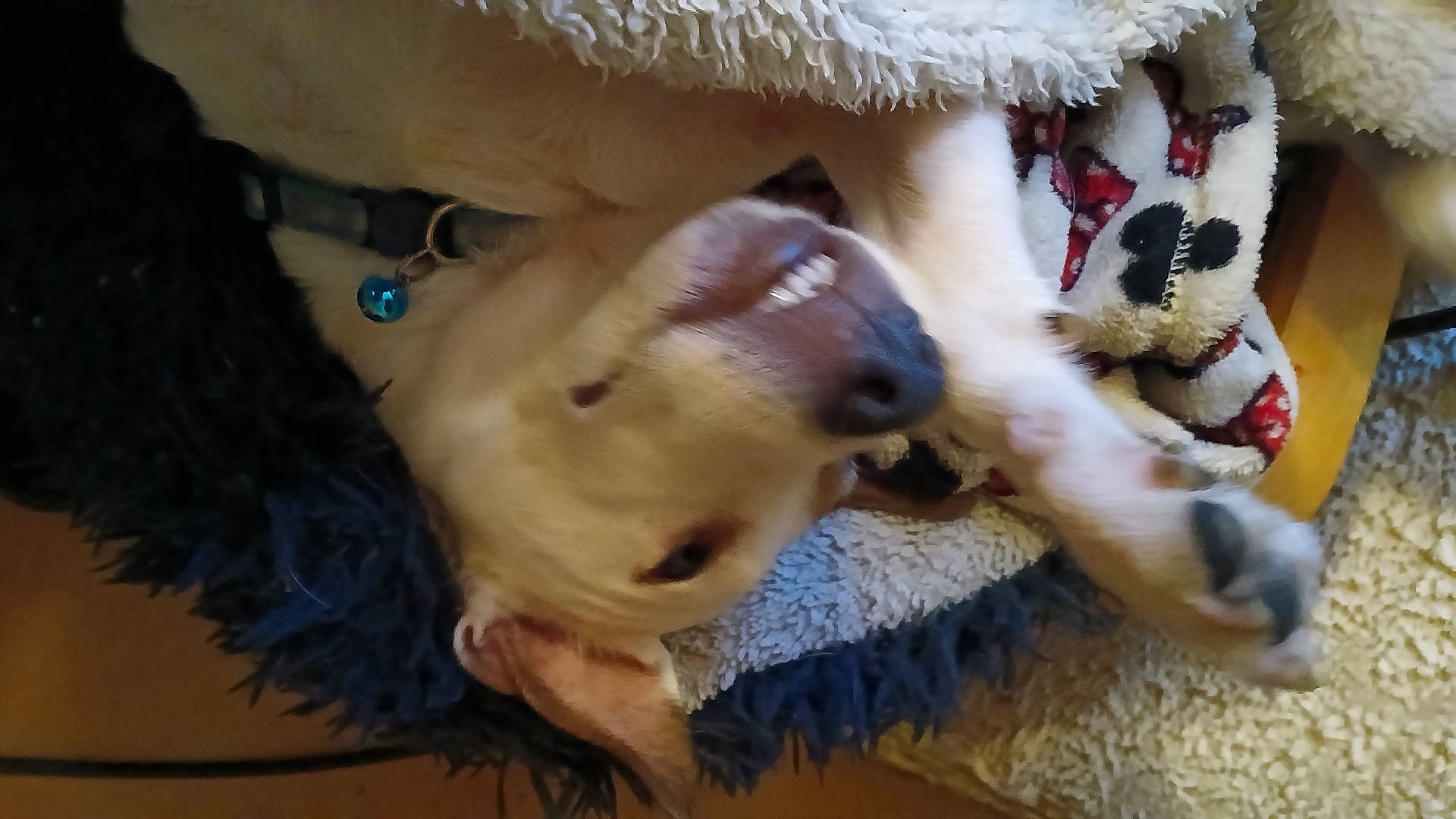 accessories, animal, blanket, bodypart, canine, cockerspaniel, couch, dog, furniture, goldenretriever, homedecor, hound, labradorretriever, mouth, person, pet, puppy, terrier, toy, whitedog