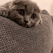 Melisa a rejoint le concours — aidez-le/la à gagner de superbes lots ! animal_face, cat, close_up, cozy, cute, domestic_animal, feline, fur, gray_fur, indoor, kitten, large_eyes, pet, portrait, relaxed, resting, sleepy, soft_texture, whiskers, young_animal