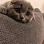animal_face, cat, close_up, cozy, cute, domestic_animal, feline, fur, gray_fur, indoor, kitten, large_eyes, pet, portrait, relaxed, resting, sleepy, soft_texture, whiskers, young_animal